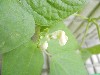 小豆苗開花了